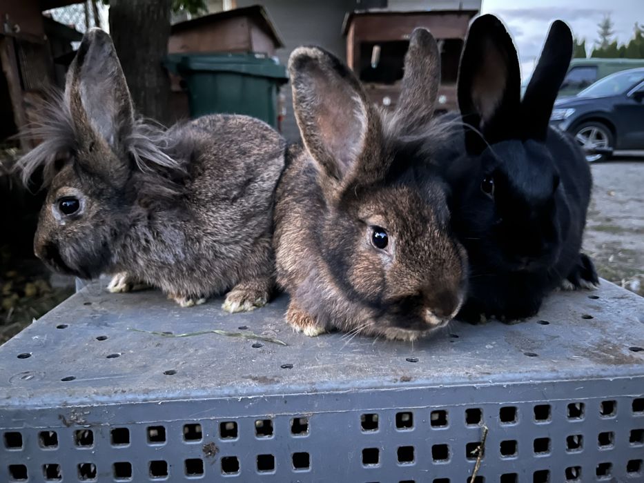 Króliki mieszańce miniaturki