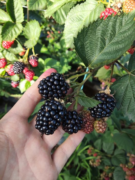 Planta amora roxa (tamanho jumbo)