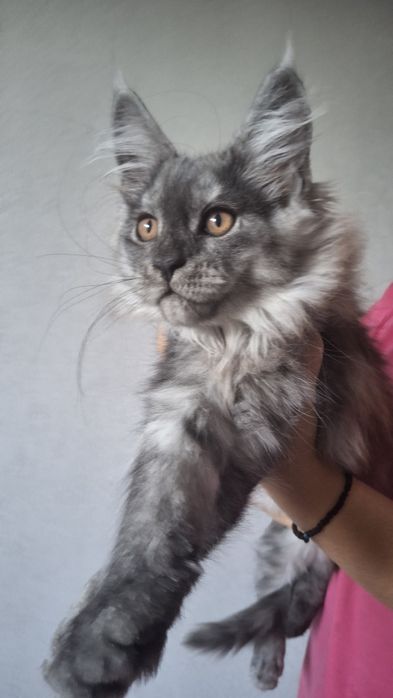 Кошенята мейн кун