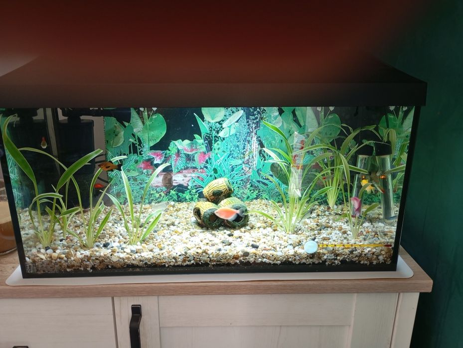 Akwarium z wyposażeniem