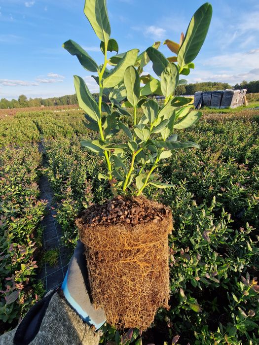 Borówka Draper Liberty PBR Talisman 1,5l