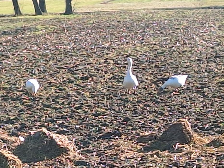 Gęś biała ,dwuletnia.