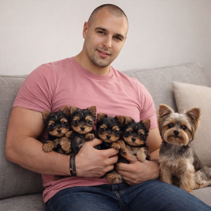 Йоркширский терьер мини