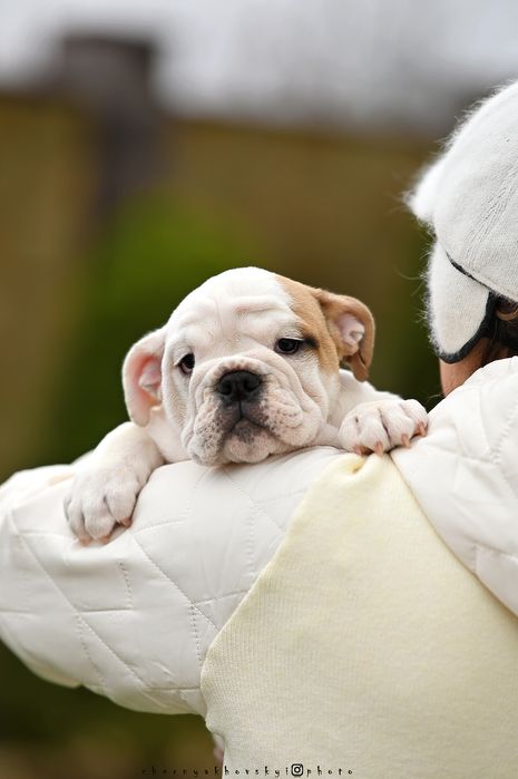 Дівчинка англійського бульдога