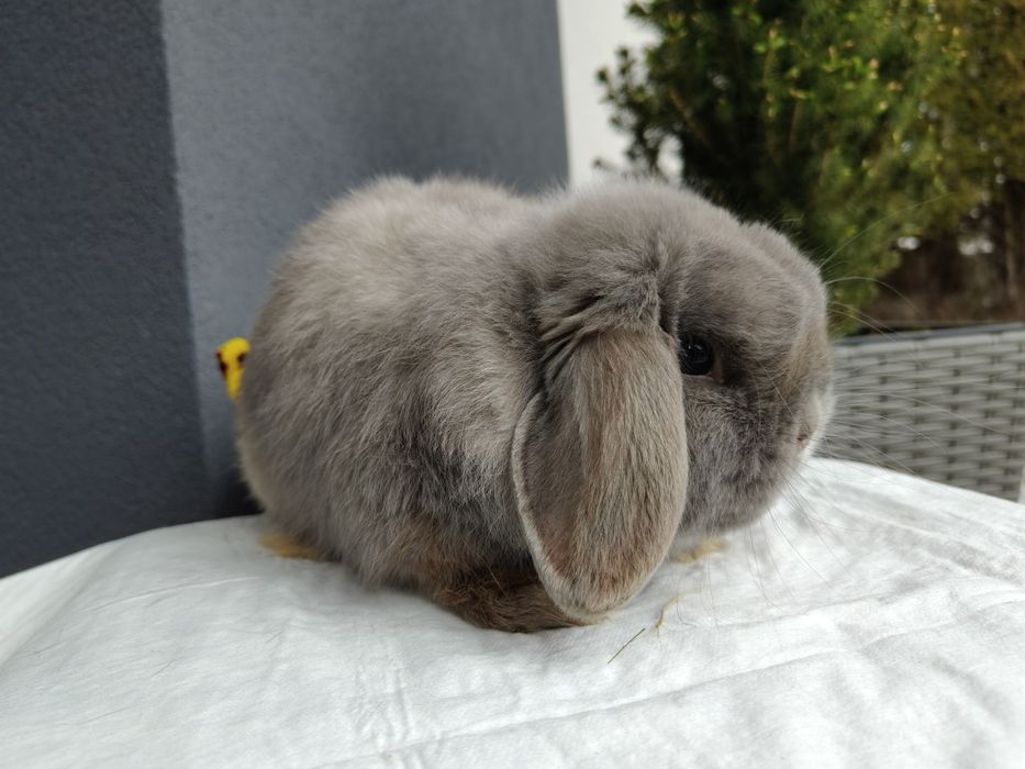 Mini Lop królik samiec 7 miesięcy