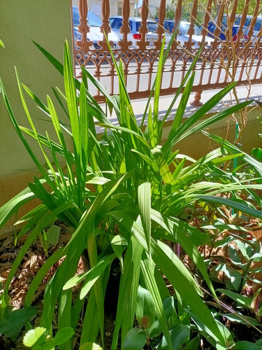Plantas de exterior