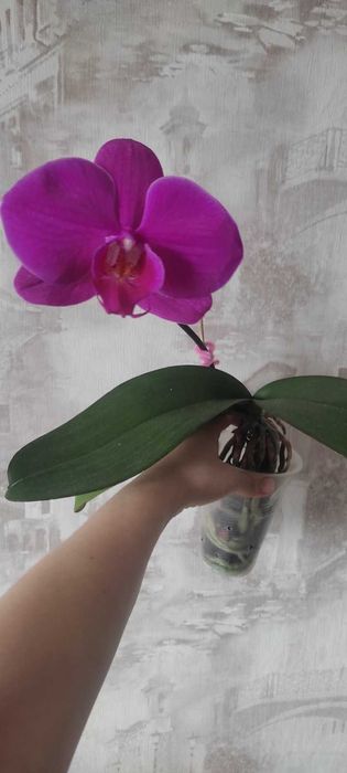 орхидея, орхидеи