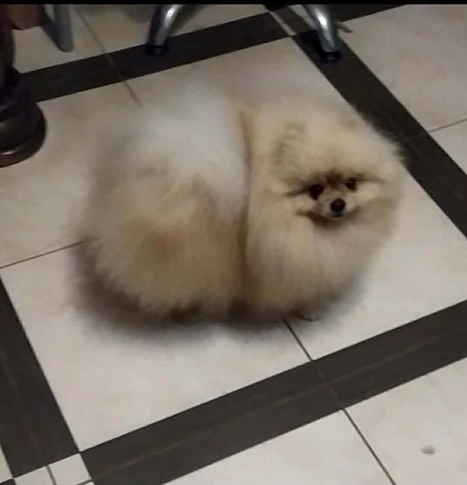 В'язка крем КСУ кобель