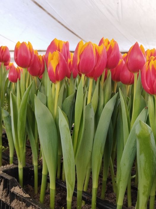 Предзаказ тюльпанів до 8 березня, свіжі квіти за вигідною ціною.Оформл