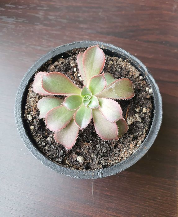 Продам излишки суккулентов