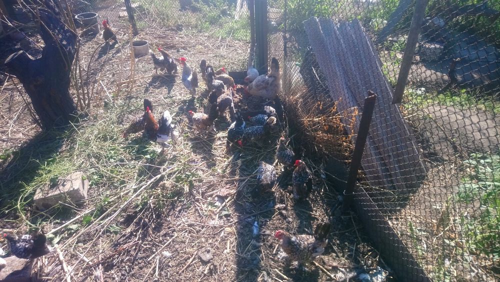 Кури карликові..