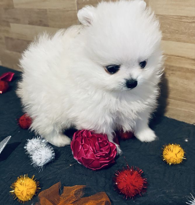 Spitz anão lulu da pomerania  macho