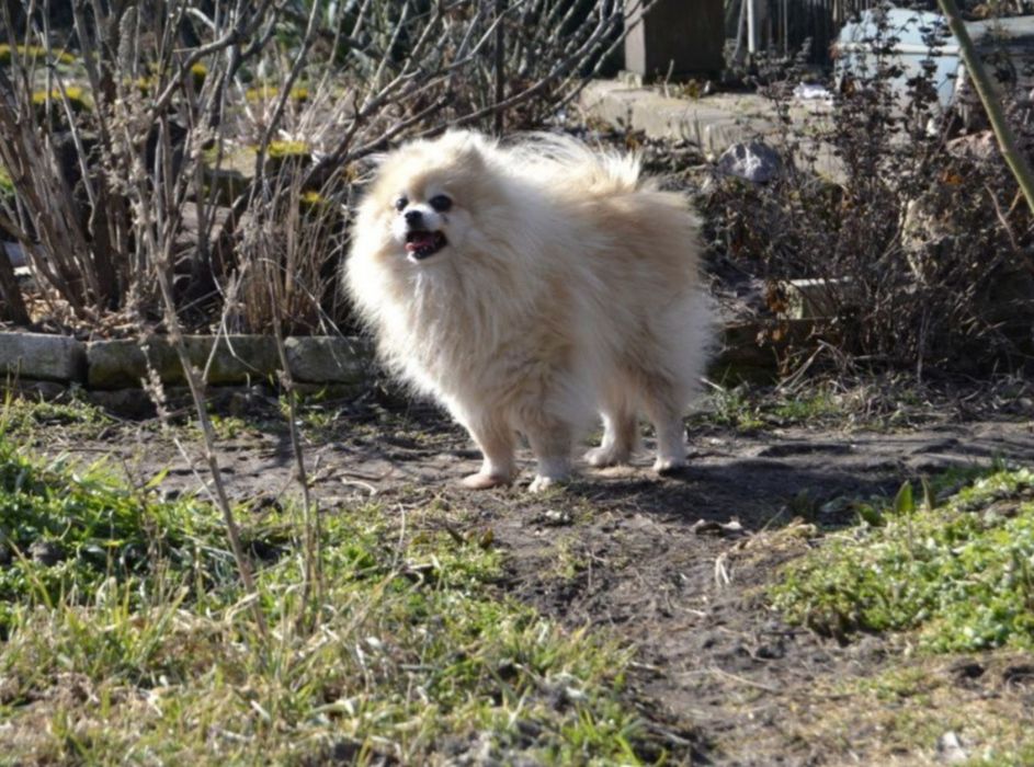 Опытный кобель открыт для вязок