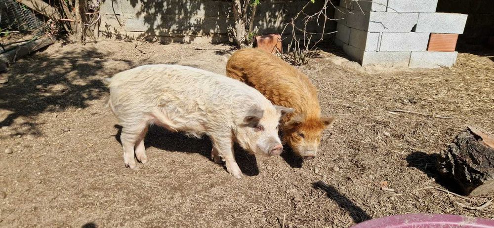 Porcos Kune Kune Juvenis (8 meses) – Para Estimação / Pastoreio