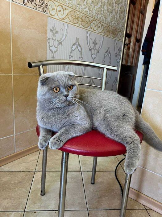 Шотландський висловухий кіт на в'язку