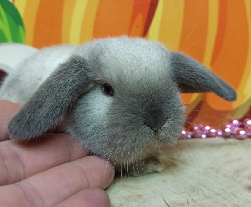 Розплідник карликових кроликів"BAMBY"