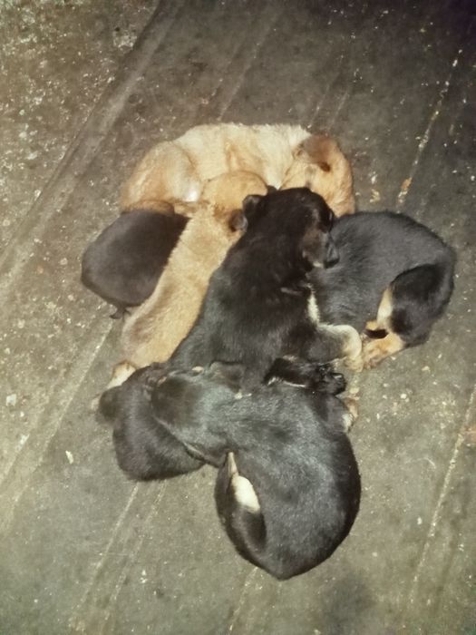 Cães bebés  para dar