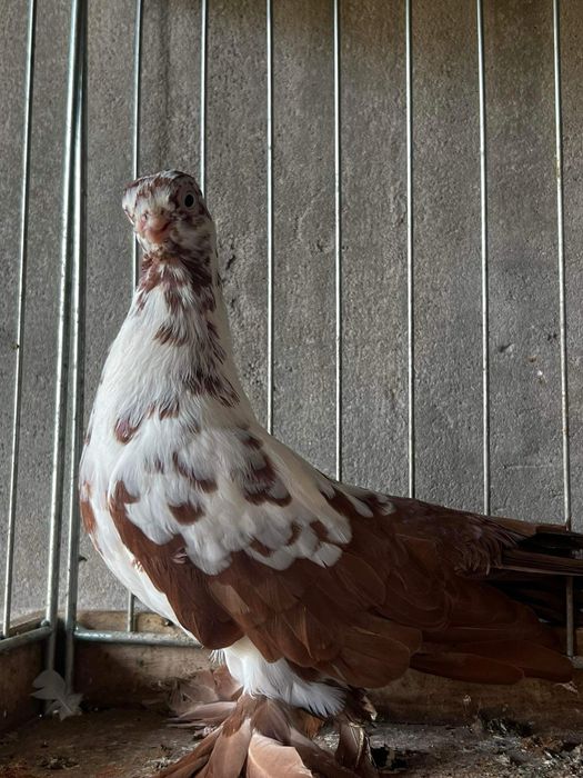 Czerwony Motyl gołębie