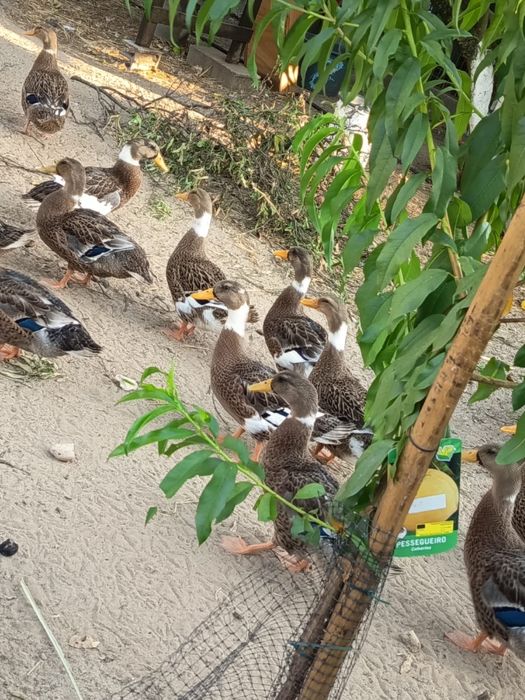 Vendo patos rouen