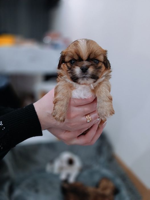 Цуценята  породи пікінес.