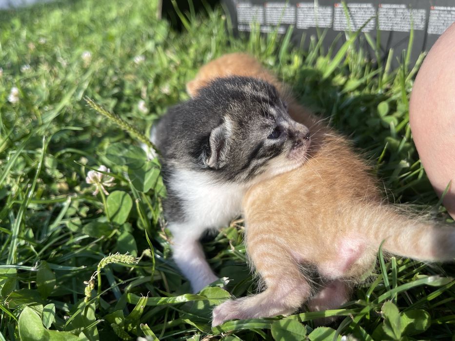 Котенята 4 дівчинки 2 хлопчика