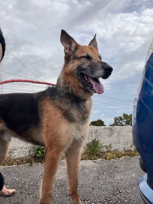 Dono faleceu e lá fui eu posto na rua .