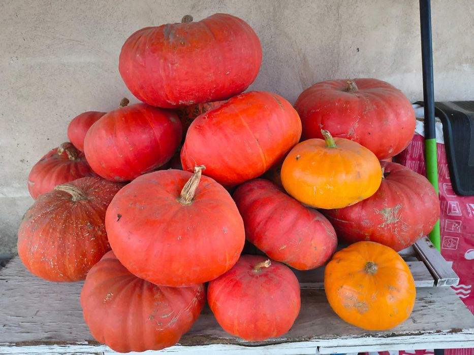 Dynia Halloween 2 zł/kg Głogów • OLX.pl