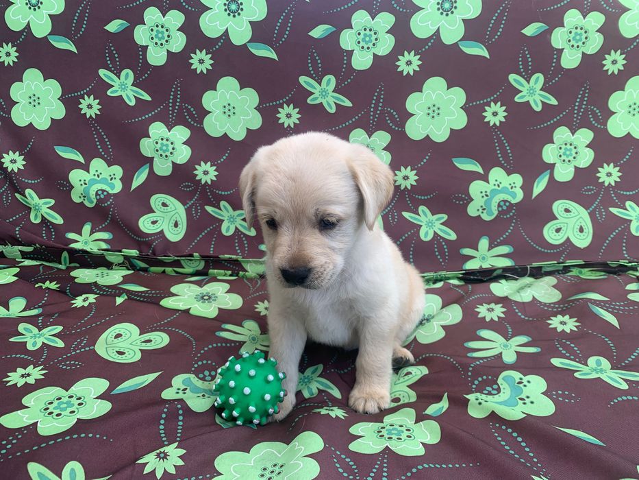 Лабрадор ретрівер