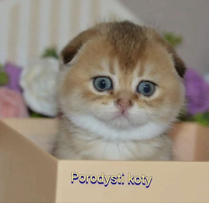 Вислоухі дітки шотландці