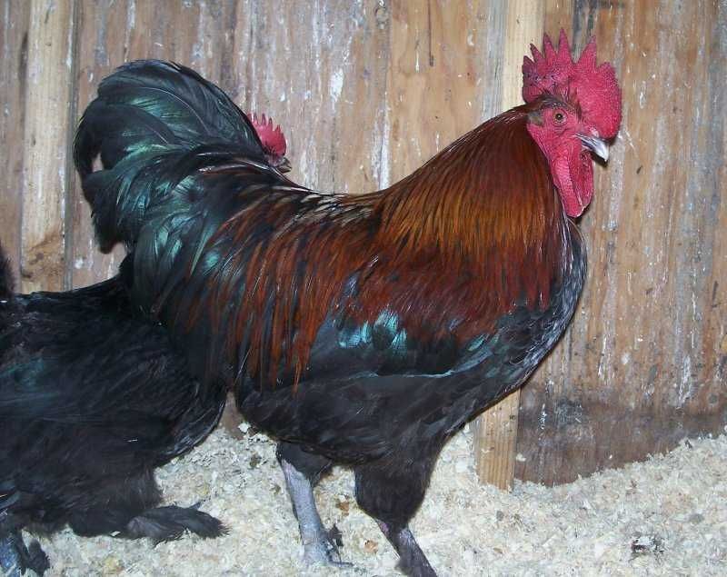 Vendo ovos de raça Maran puros.