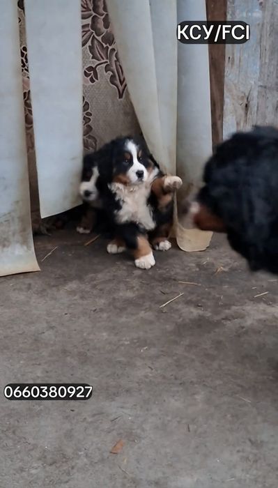 Бернські Зенненхунди[BERNER SENNENHUND]