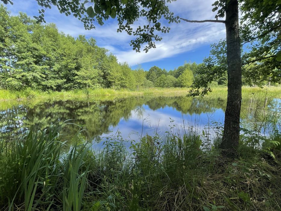 1,56 ha | DZIAŁKA BUDOWLANA ZE STAWEM ≈ 0,40 ha | PRZERĘBSKA HUTA – 35 min od Gdańska - Widok 3