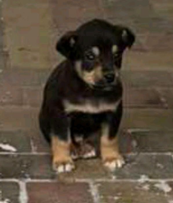 Цуценятка у хороші руки