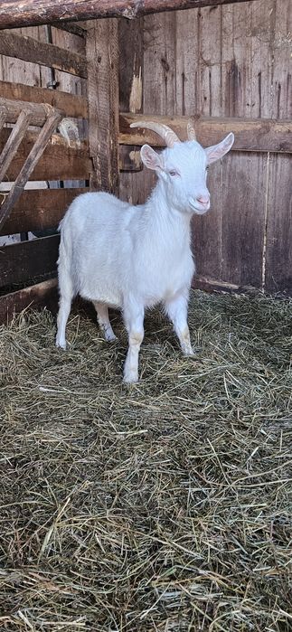 Sprzedam Kozy mleczne