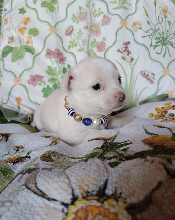 Chihuahua piesek
