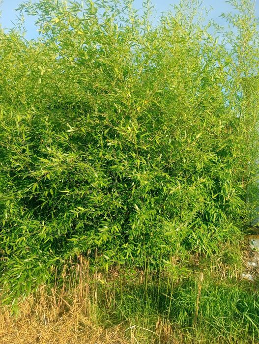 Bambus duże sadzonki 1m-3m, 5+1Gratis