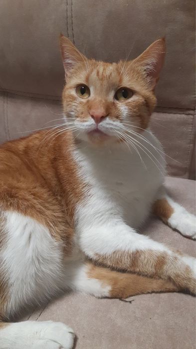 Котик срочно ищет дом!!!