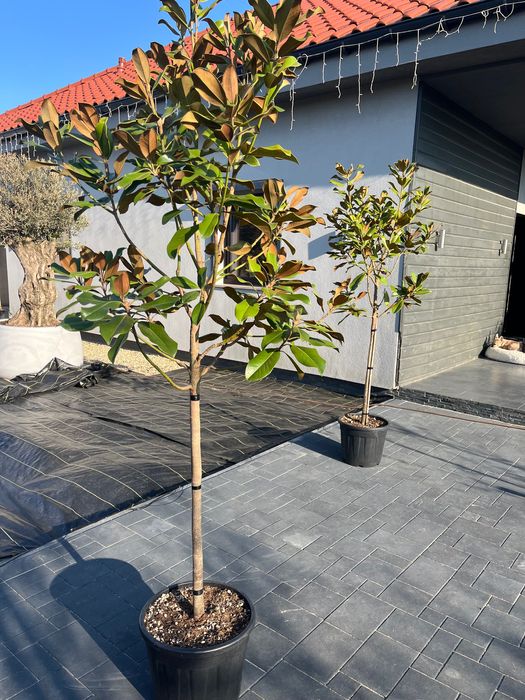 Magnolia GRANDIFLORA Little Gem Zimozielona