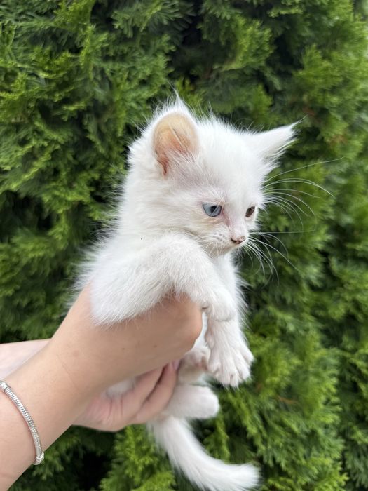 Котики турецька ангора