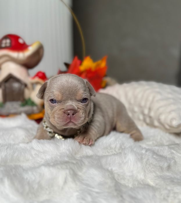 Французький бульдог хлопчик ТОП