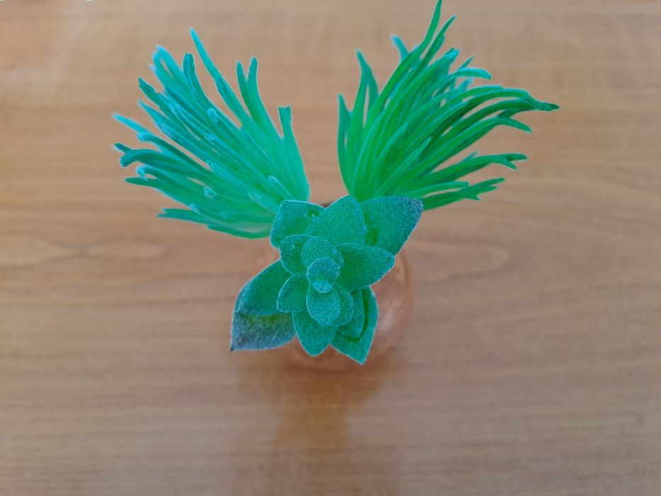 Декоративные сукуленты для декора