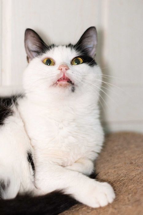 Космея 1,5р, шукає сім`ю, кот кошеня котенок кіт котики кішка коти