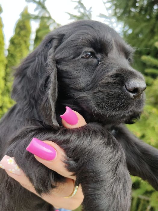 Śliczna suczka rasy Cocker spaniel angielski