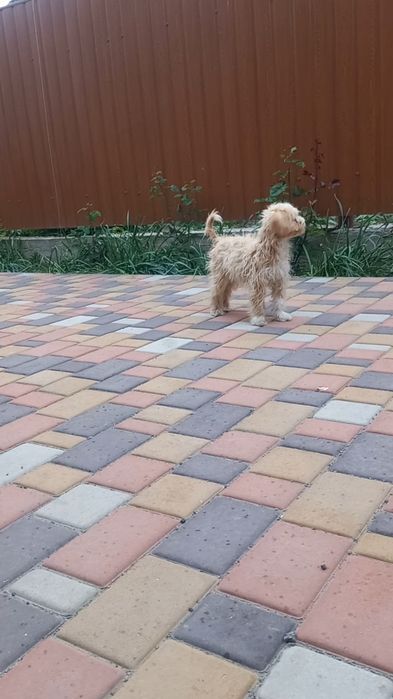 Девочка мальтипу ф1