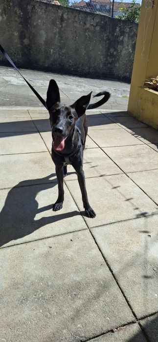 Nina, cadela de 8 meses para adoção