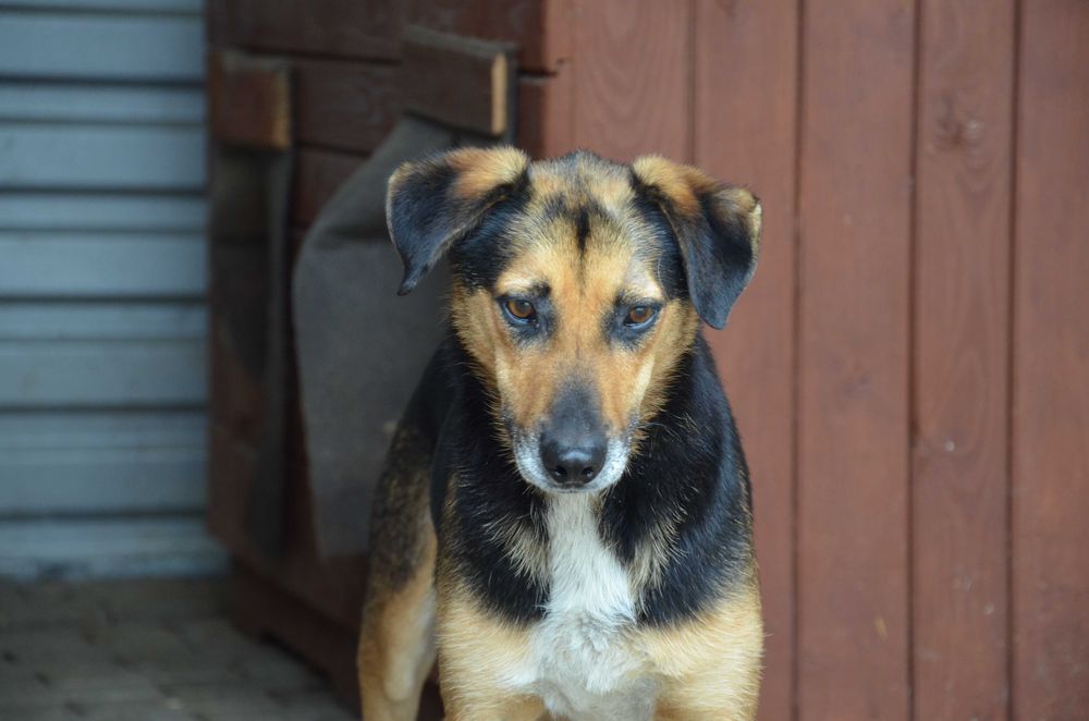 Teoś - uroczy psiak, zasiedział się w schronisku - do adopcji