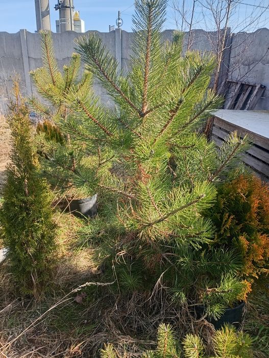 Sadzonki czarnej sosny