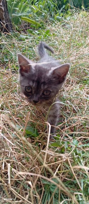 Котик скоттіш страйт