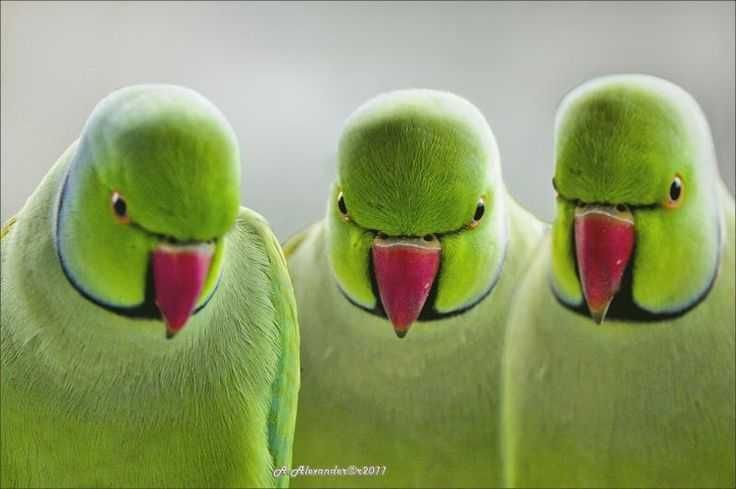 Dou ring neck verdes a