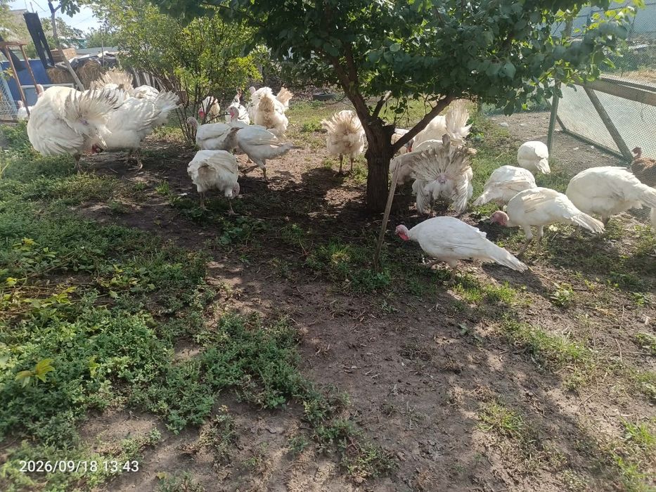 Продам  домашніх індиків